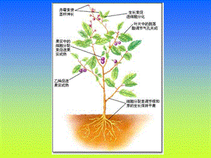 【教学课件】第八章植物生长物质.ppt