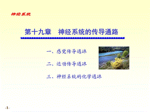 《解剖学传导路》PPT课件.ppt