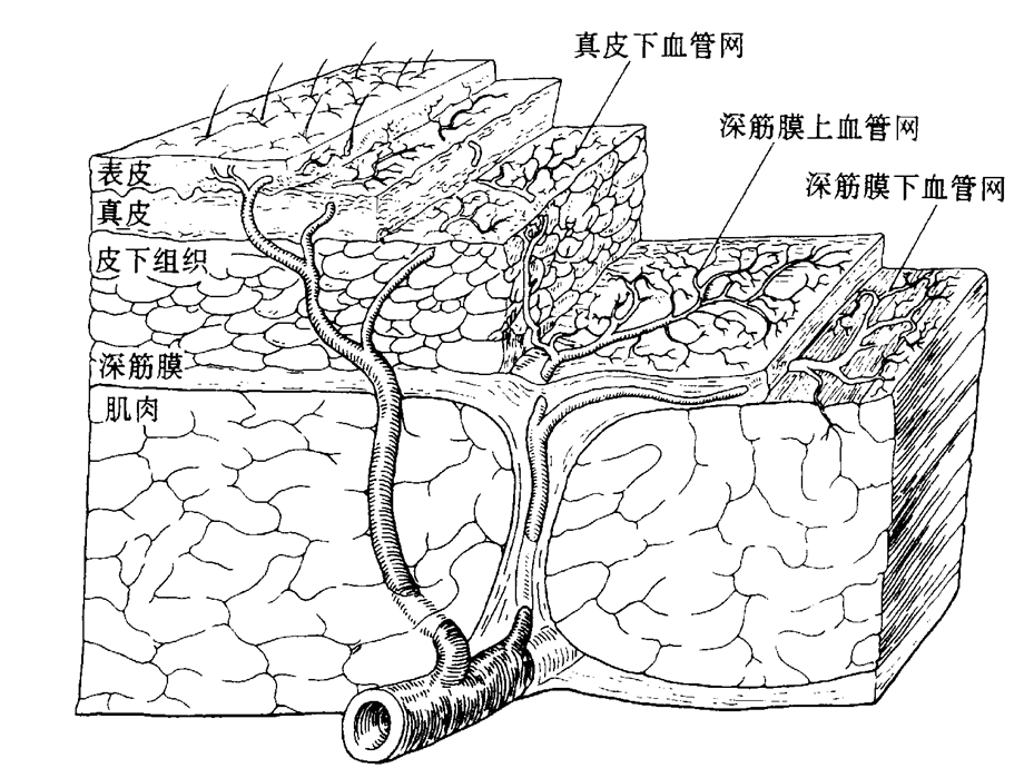 外科普通外科皮瓣显微外科.ppt_第3页