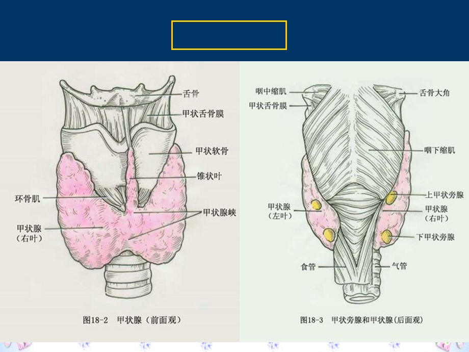 第七章 第4节2甲状腺功能亢进.ppt_第3页