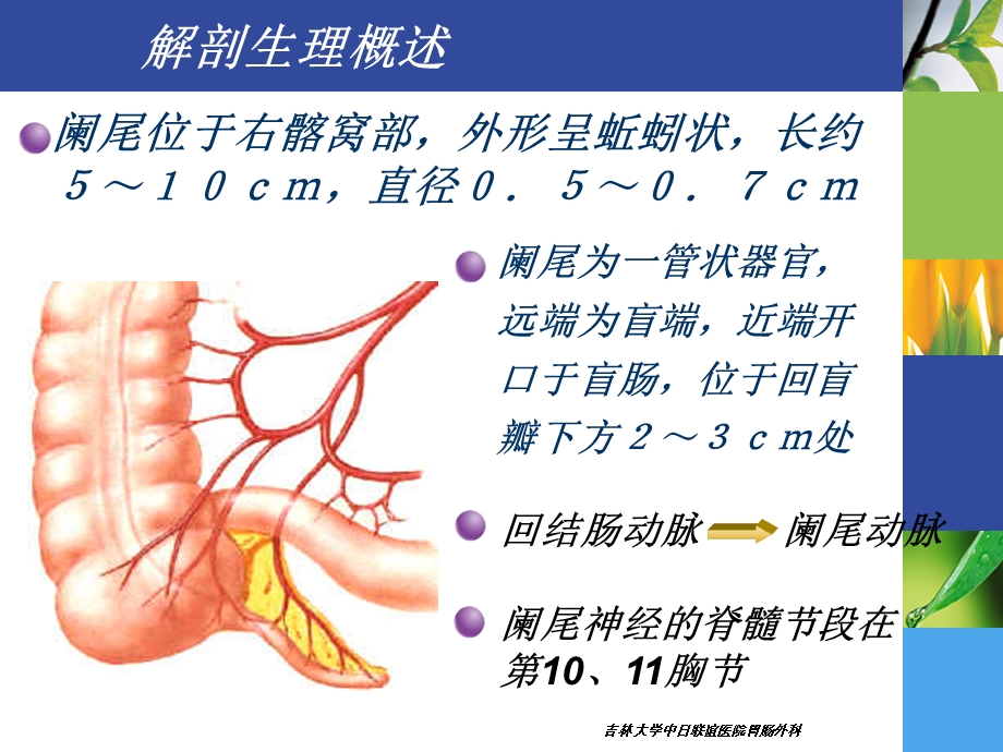 《阑尾疾病》PPT课件.ppt_第3页