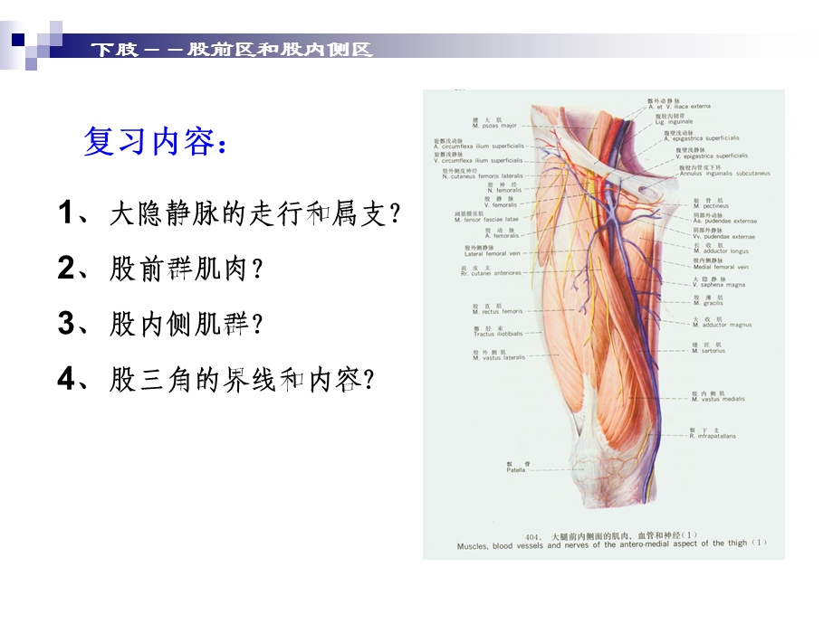 《股前内侧区局》PPT课件.ppt_第2页