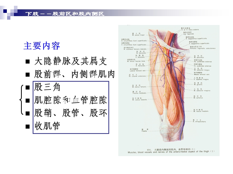 《股前内侧区局》PPT课件.ppt_第3页