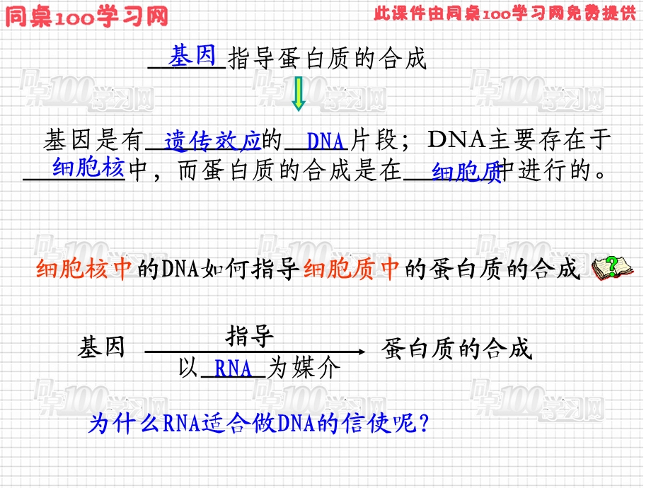【教学课件】第1节基因指导蛋白质的合成.ppt_第3页