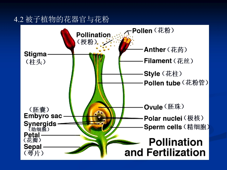 《蜜蜂与人类健康》PPT课件.ppt_第2页