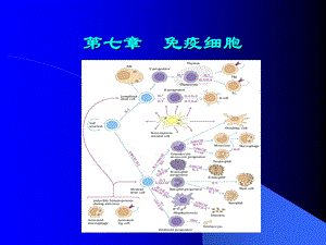 第七章免疫细胞.ppt