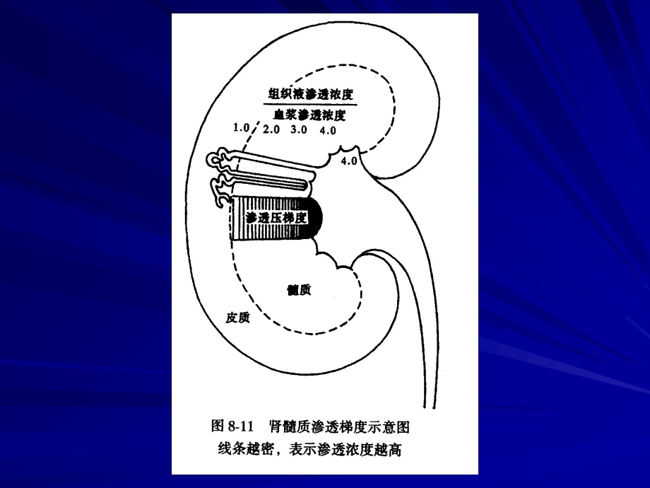 【教学课件】第四节尿液的浓缩和稀释.ppt_第2页