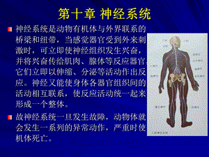 【教学课件】第十章神经系统.ppt