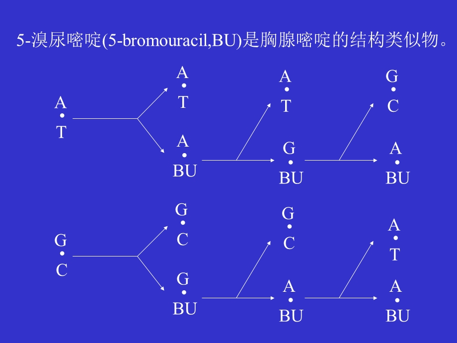 《突变和重组机》PPT课件.ppt_第2页