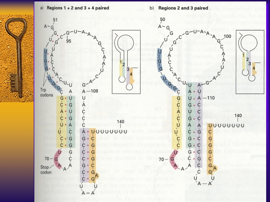 【教学课件】第三节转录的终止调控.ppt_第3页