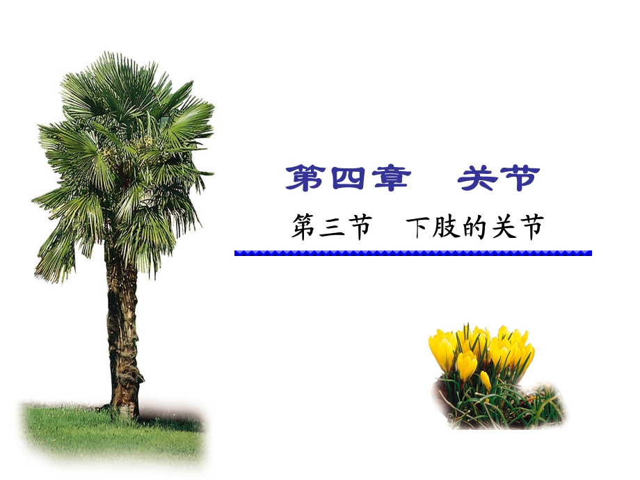 下肢的关节.ppt_第1页