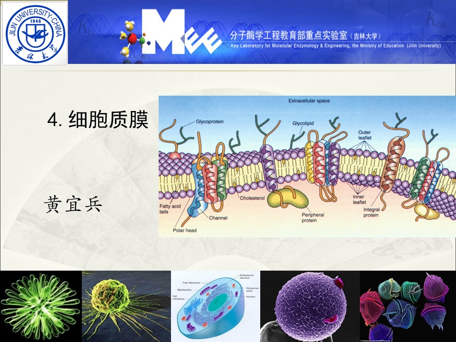 《细胞质膜吉大》PPT课件.ppt_第1页