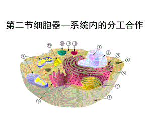 《细胞器-系统内的分工合作》(共48张PPT).ppt