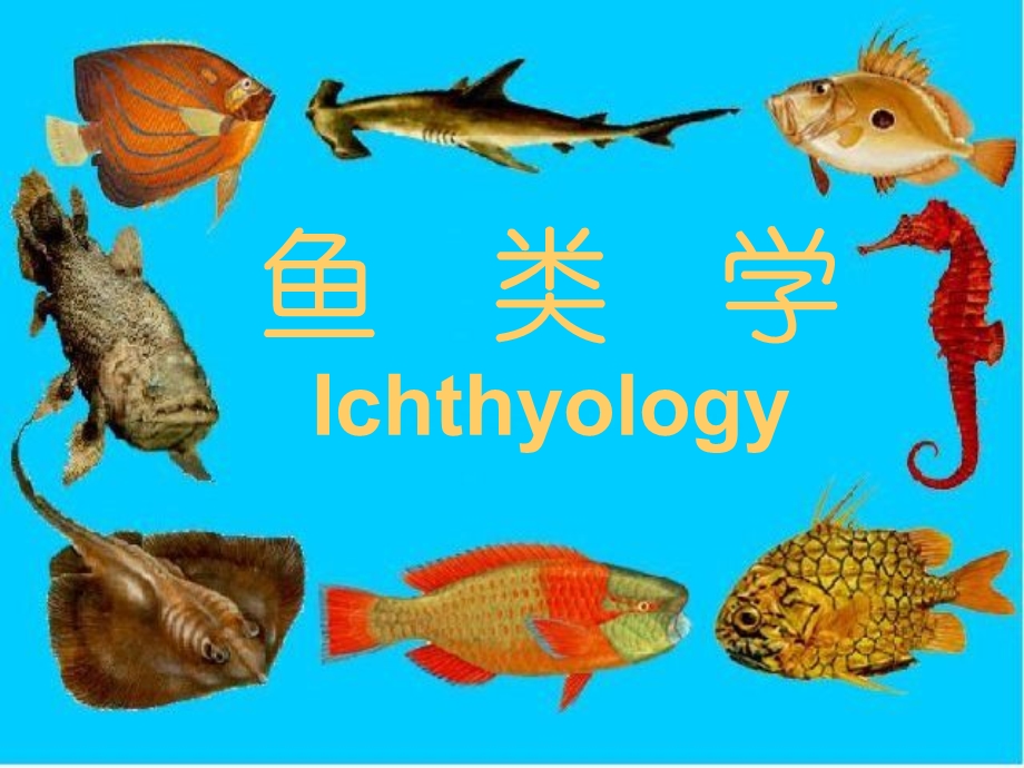 鱼类学Ichthyology.ppt_第1页