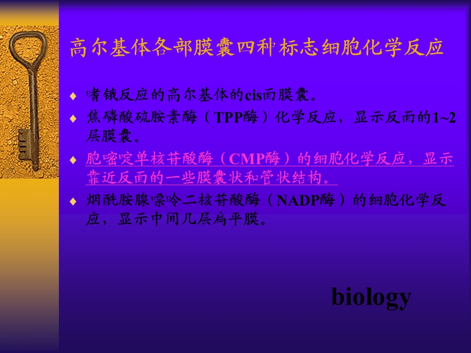 《高尔基复合体》PPT课件.ppt_第3页