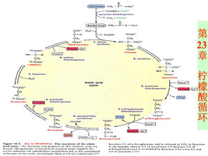 chapter23 柠檬酸循环.ppt