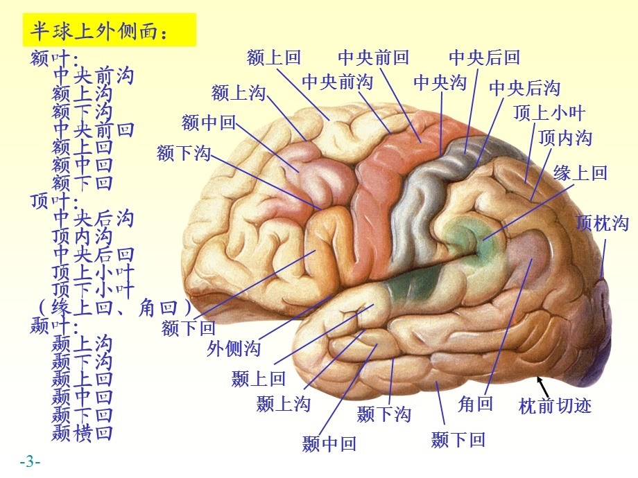 chapter174端脑.ppt_第3页