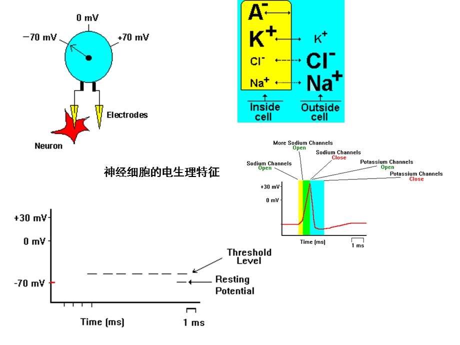 hk19第十六章 心血管系统药物.ppt_第3页