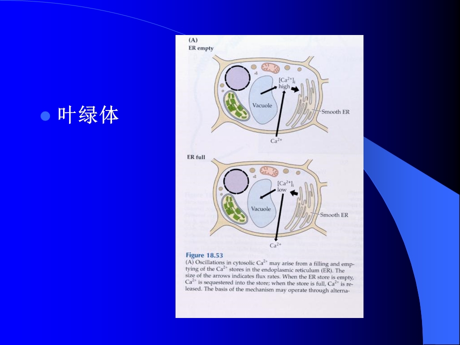 《钙和钙调素》PPT课件.ppt_第3页