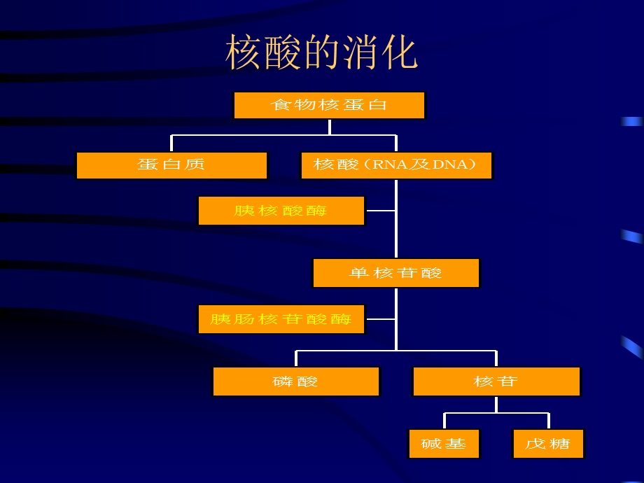 【教学课件】第九章核苷酸代谢.ppt_第3页