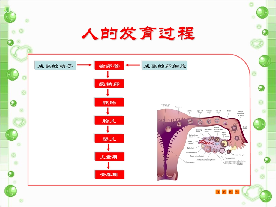 《花样年华健康青春》PPT课件.ppt_第2页