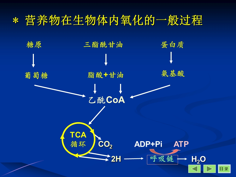 第九章三羧酸循环.ppt_第2页