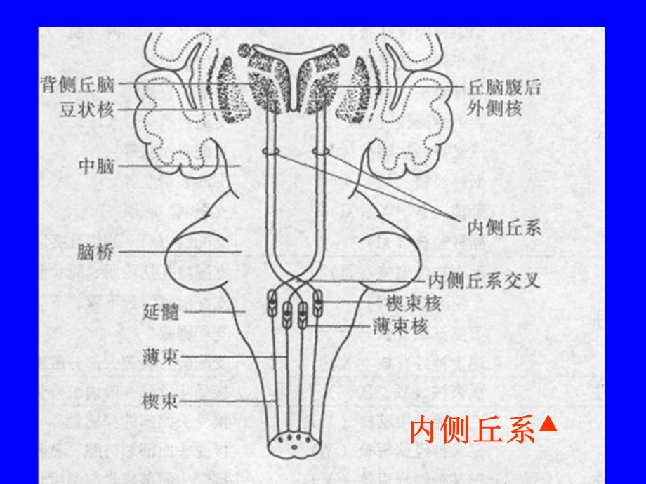 B、脑干讲课课件.ppt_第3页