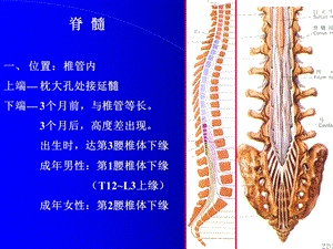 脊髓外形及灰质核团神经解剖学讲稿.ppt