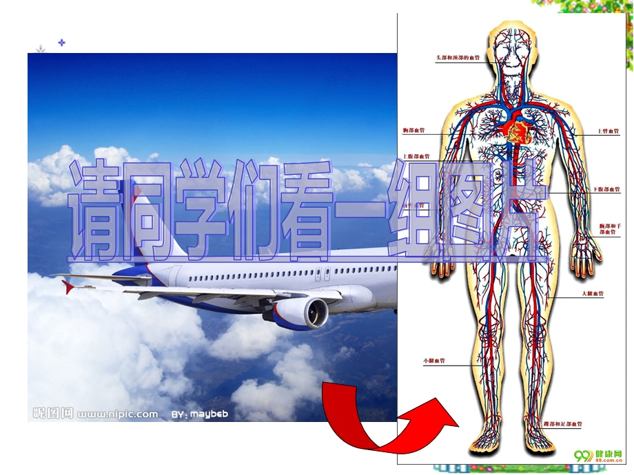 l七下441流动的组织——血液ppt课件.ppt_第1页