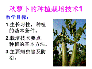 《秋萝卜的种植栽培》PPT课件.ppt