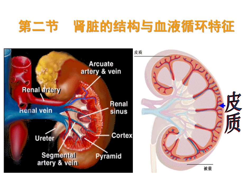 第十章渗透调节与排泄肾脏生理.ppt_第3页