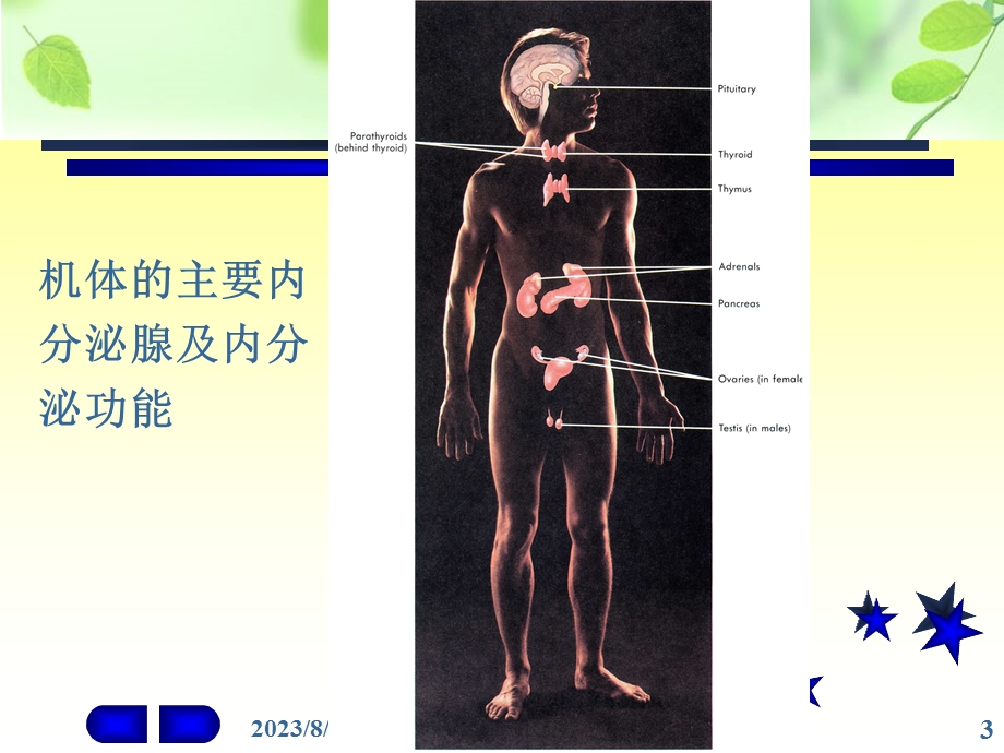 内分泌系统11.ppt_第3页