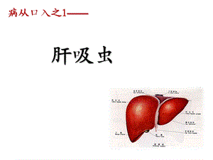 《肝吸虫和肺吸虫》PPT课件.ppt