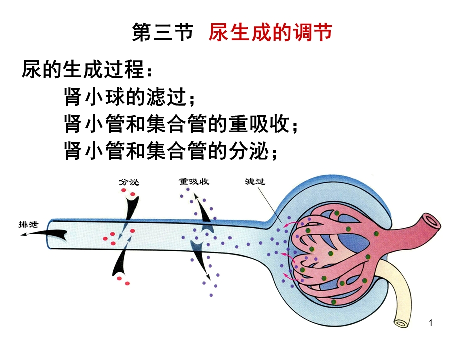 《药学本科泌尿》PPT课件.ppt_第1页