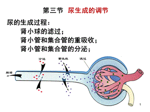 《药学本科泌尿》PPT课件.ppt