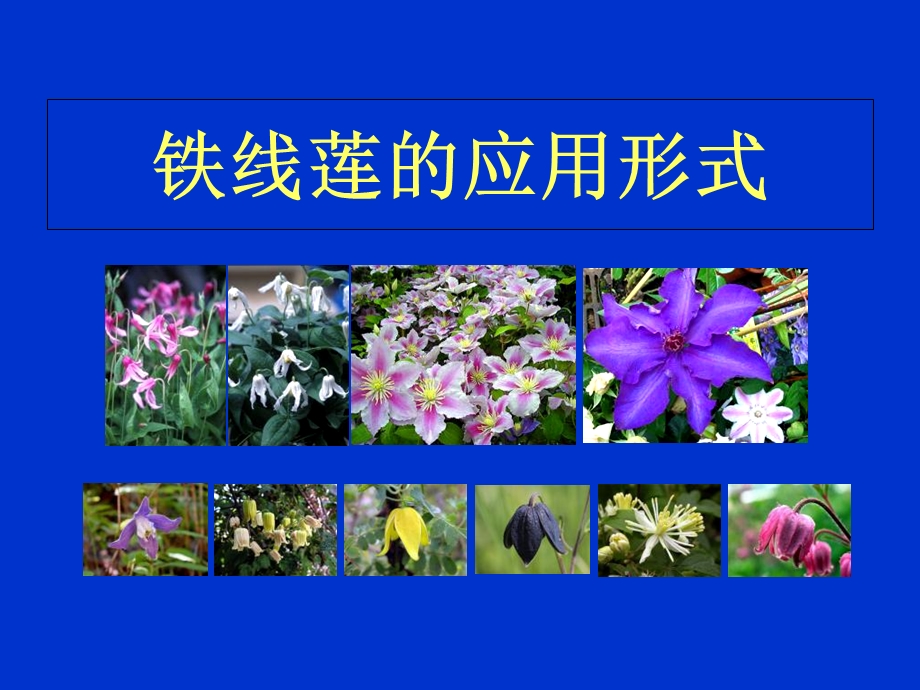 《铁线莲的应用形式》PPT课件.ppt_第1页