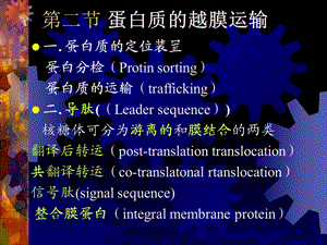 【教学课件】第二节蛋白质的越膜运输.ppt