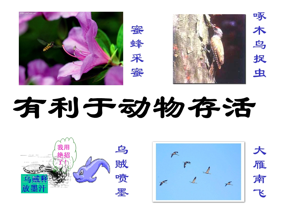 第九章动物的运动和行为.ppt_第3页