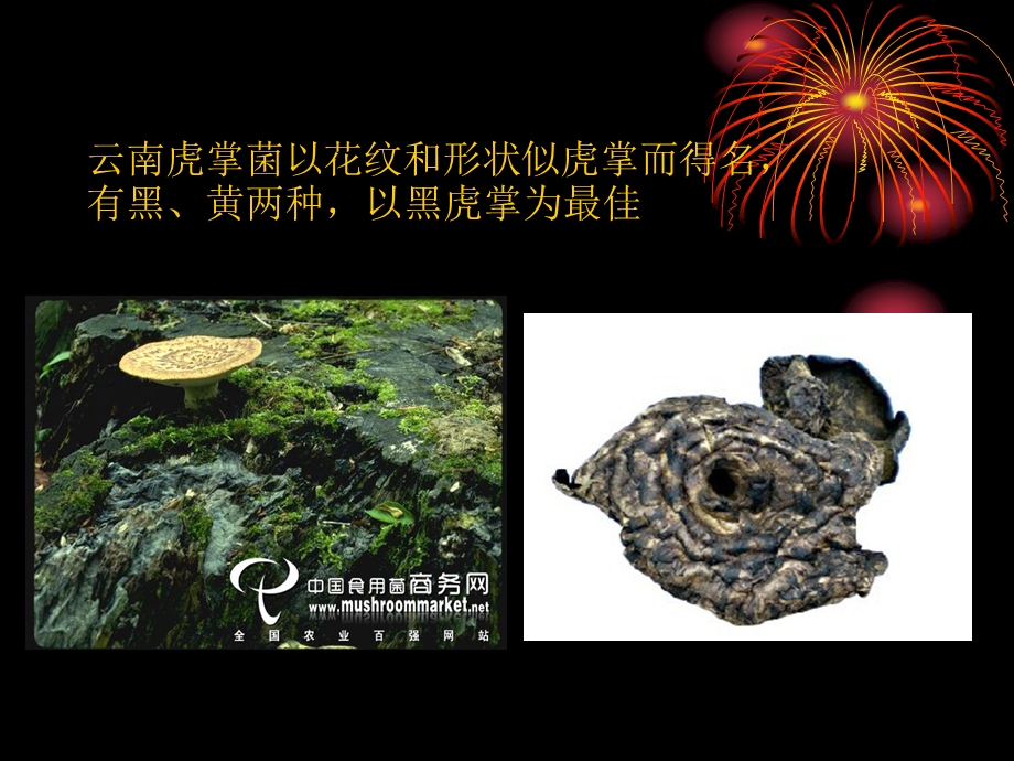 《黑虎掌菌》PPT课件.ppt_第3页