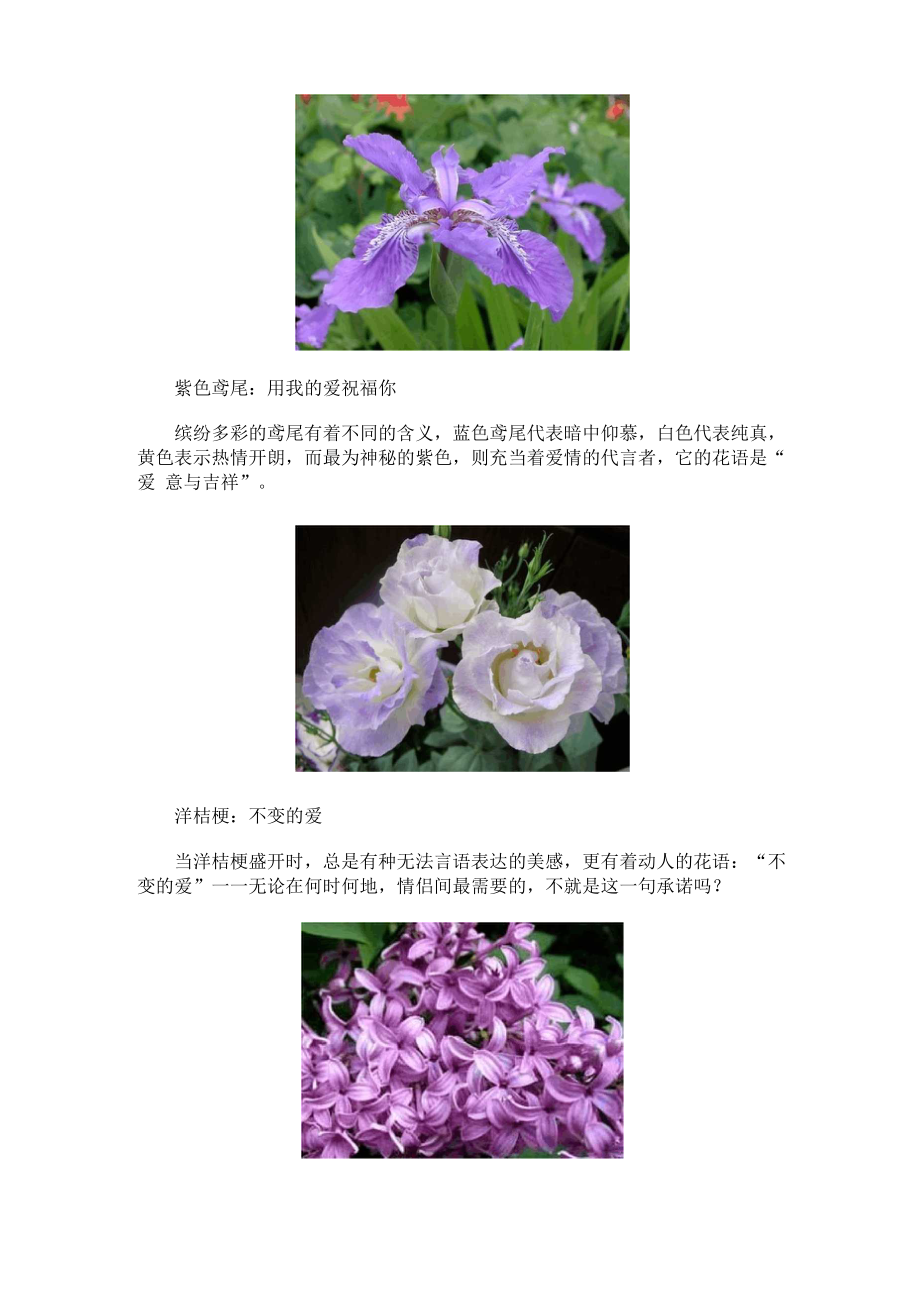 9种可以代替玫瑰的鲜花.docx_第2页