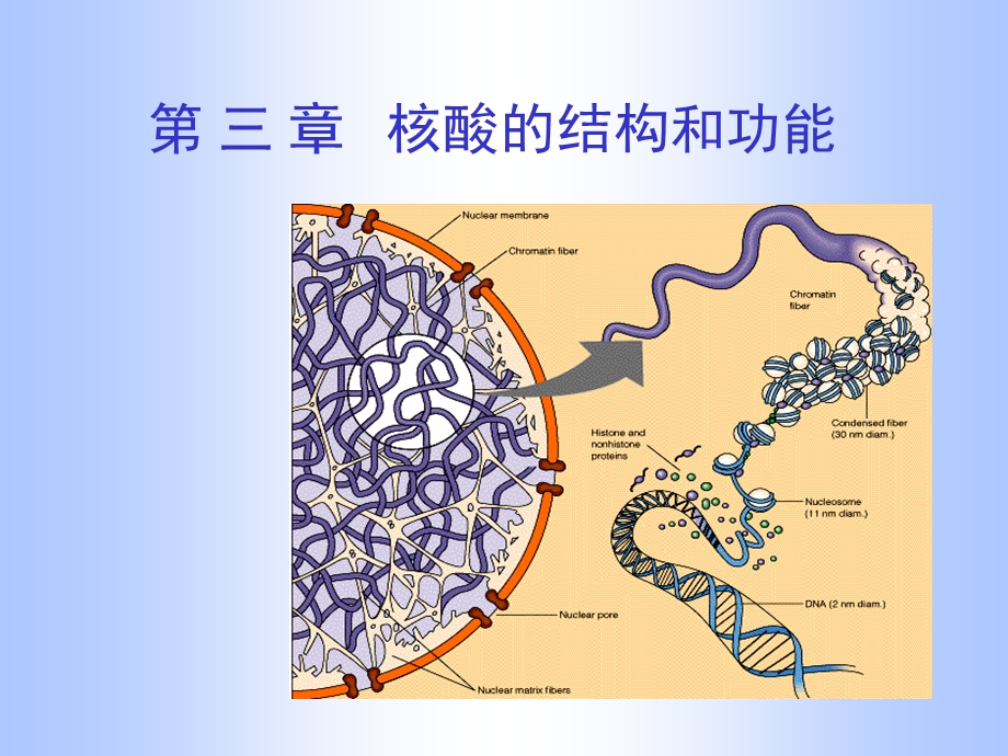 第三章核酸的结构和功能.ppt_第1页