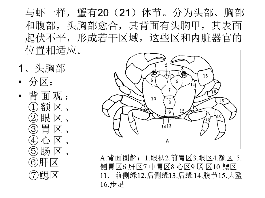 《蟹形态构造的观察》PPT课件.ppt_第3页