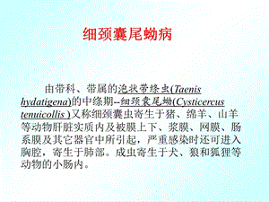 《细颈囊尾蚴》PPT课件.ppt