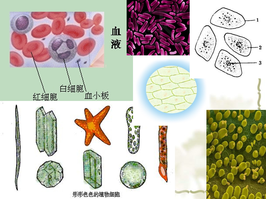 【教学课件】第一章第二节细胞的多样性和统一性.ppt_第2页