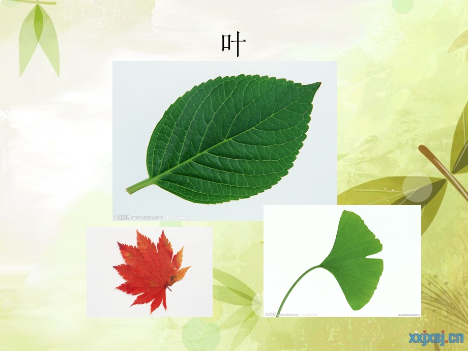 《植物的各部分》PPT课件.ppt_第2页