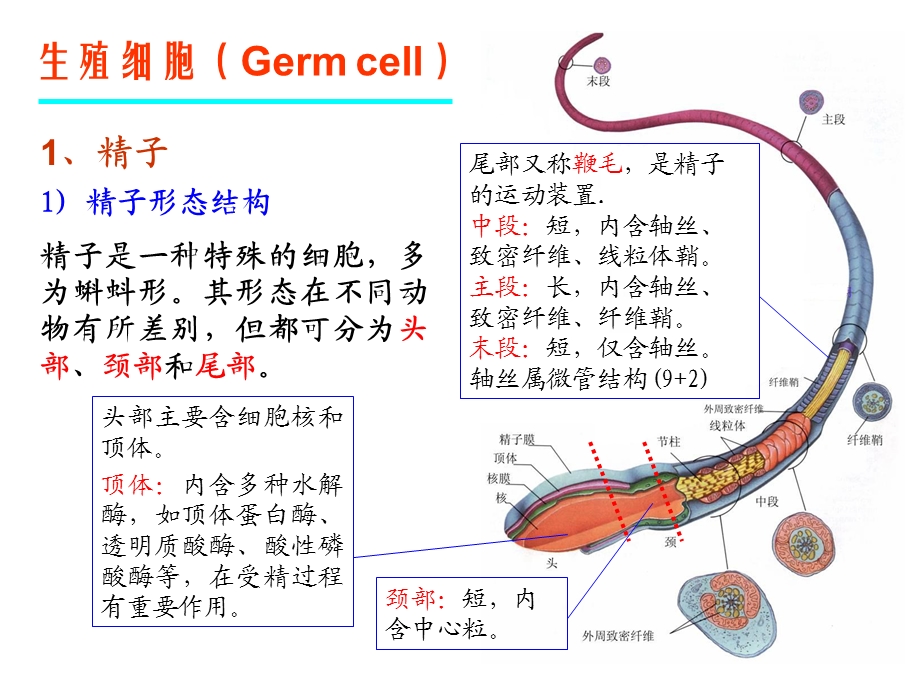 畜禽胚胎学 ppt课件.ppt_第3页