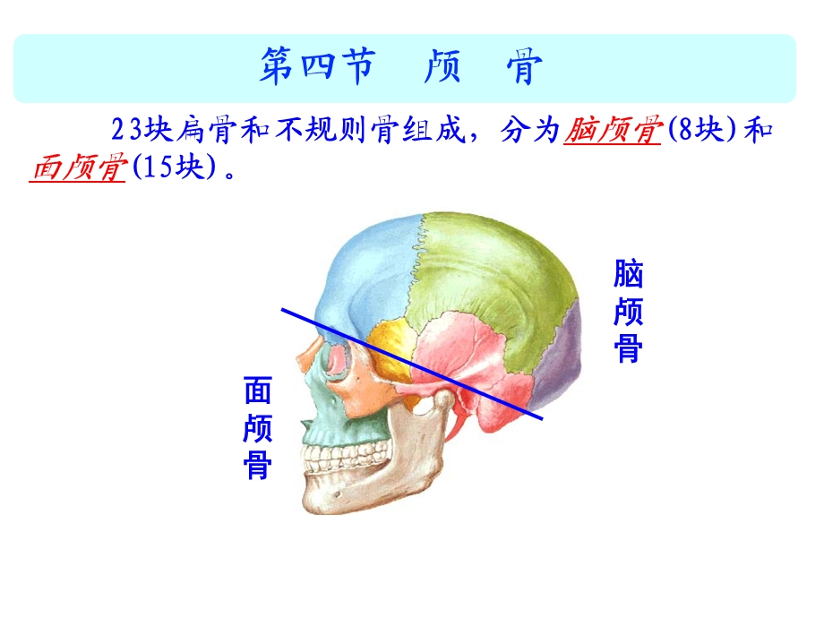 躯干骨、附肢骨.ppt_第2页