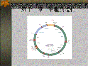 【教学课件】第十一章细胞质遗传.ppt