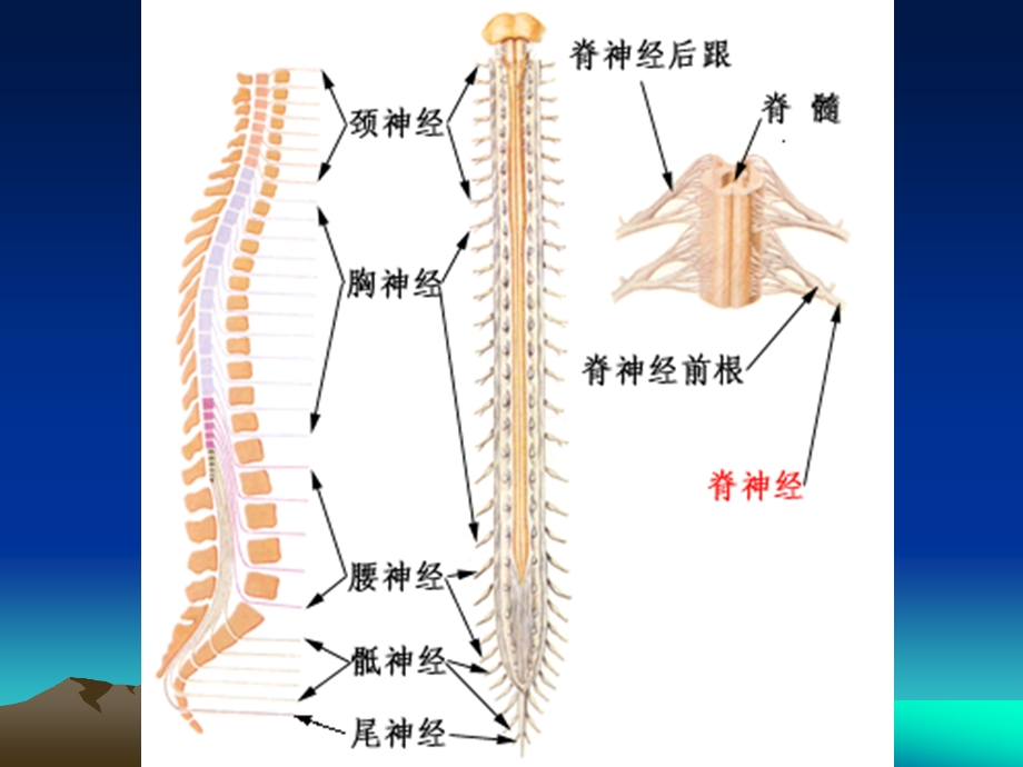 脊髓损伤及康复.ppt_第3页