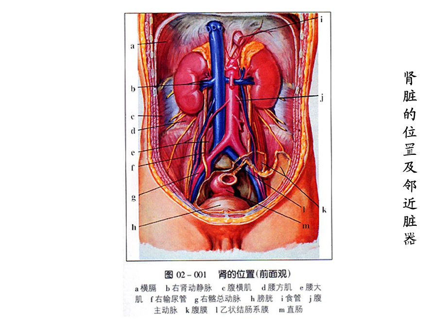 《肾穿刺活检》PPT课件.ppt_第3页